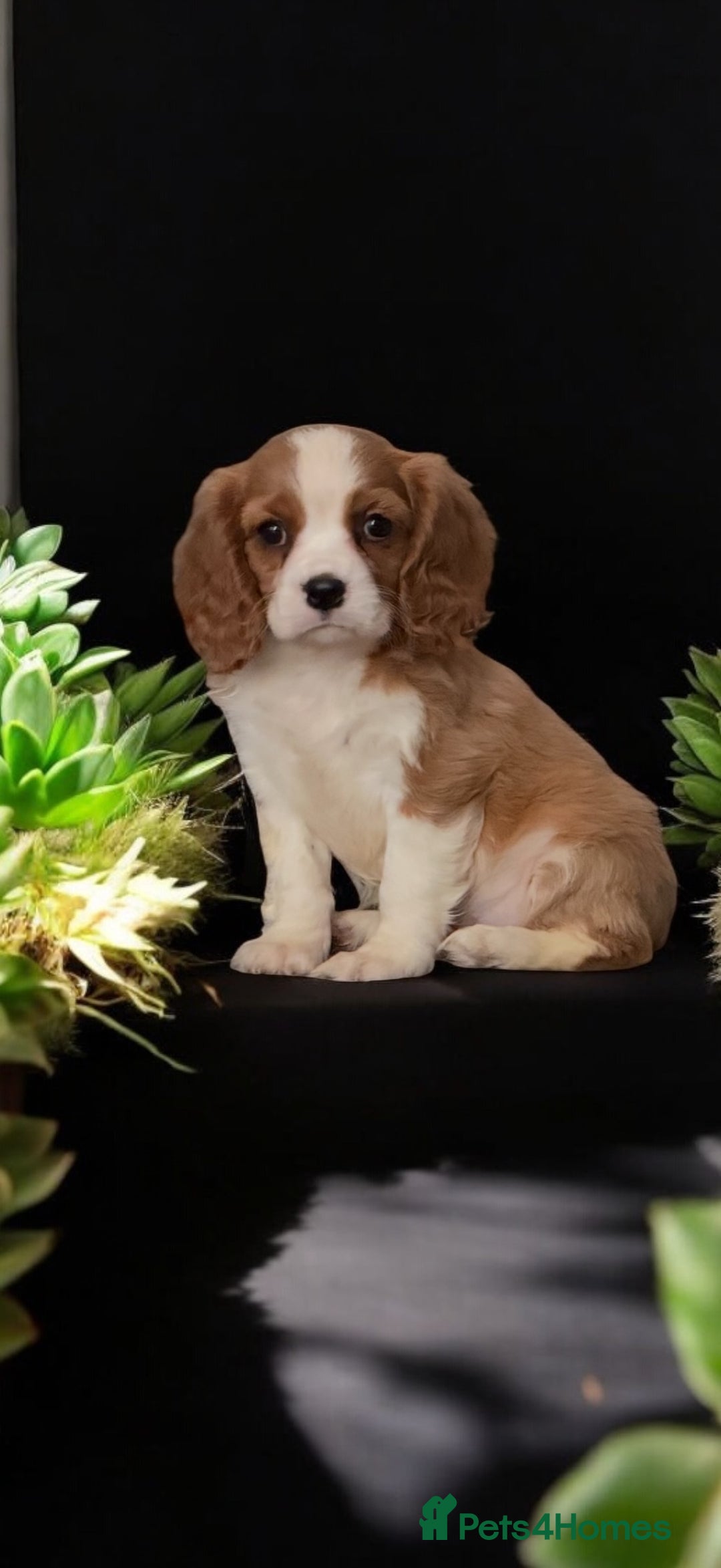 Cavalier King Charles Spaniel dogs for sale: Ready now Kennel club dna  clear cavalier puppies  - Image 8
