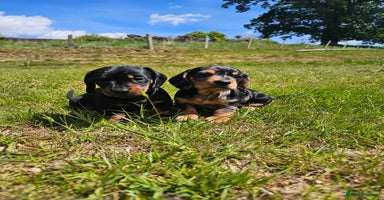 Miniature Dachshund dogs in Llandrindod Wells - Advert 12
