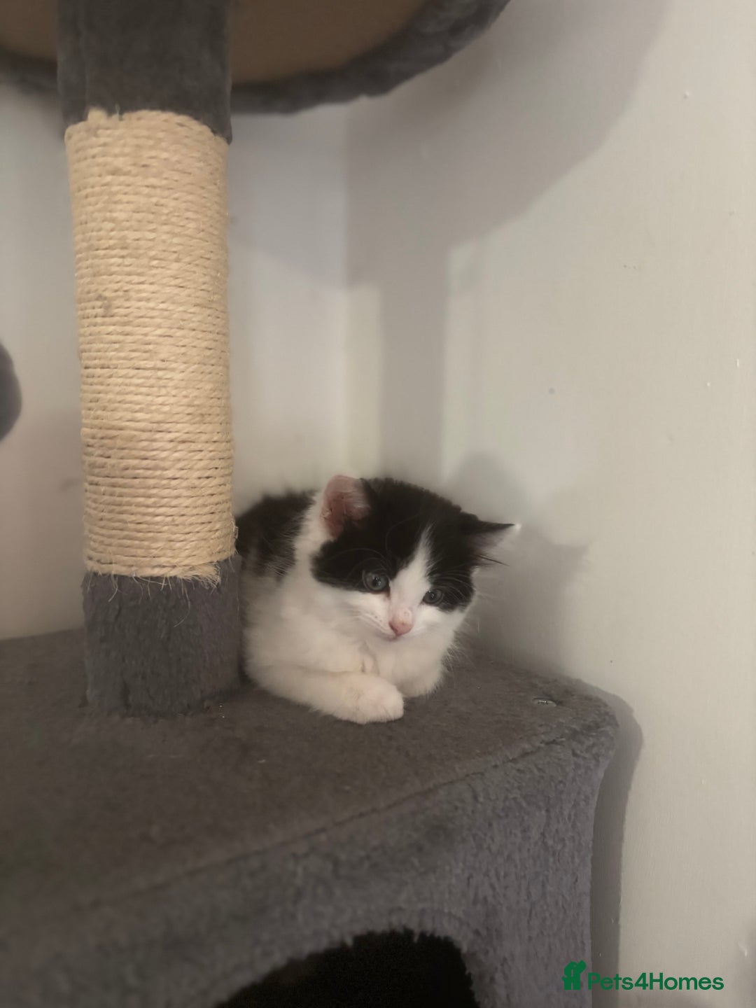 Mixed Breed cats for sale: 4 female kitten  - Image 6