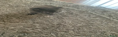 Mixed Breed Kitten 8