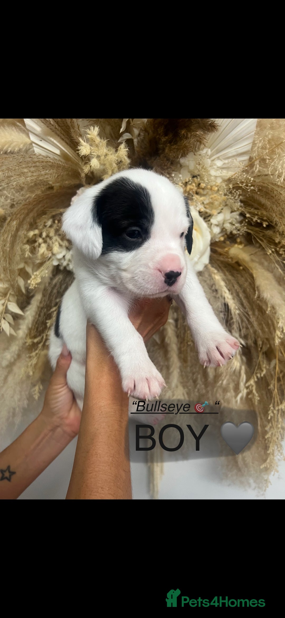 Mixed Breed dogs for sale: 🏡 Staff x American Bulldog Puppies  - Image 8