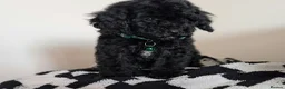 Cavapoochon dogs for sale: Extensively Tested Cavapoochons Fully Vaccinated  - Advert 9