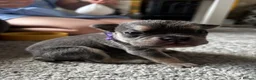 Mixed Breed dogs for sale: French X English bulldog puppies - Advert 31