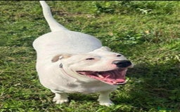 Mixed Breed dogs for adoption: Meet Aria, currently residing in Ormskirk  - Image 6