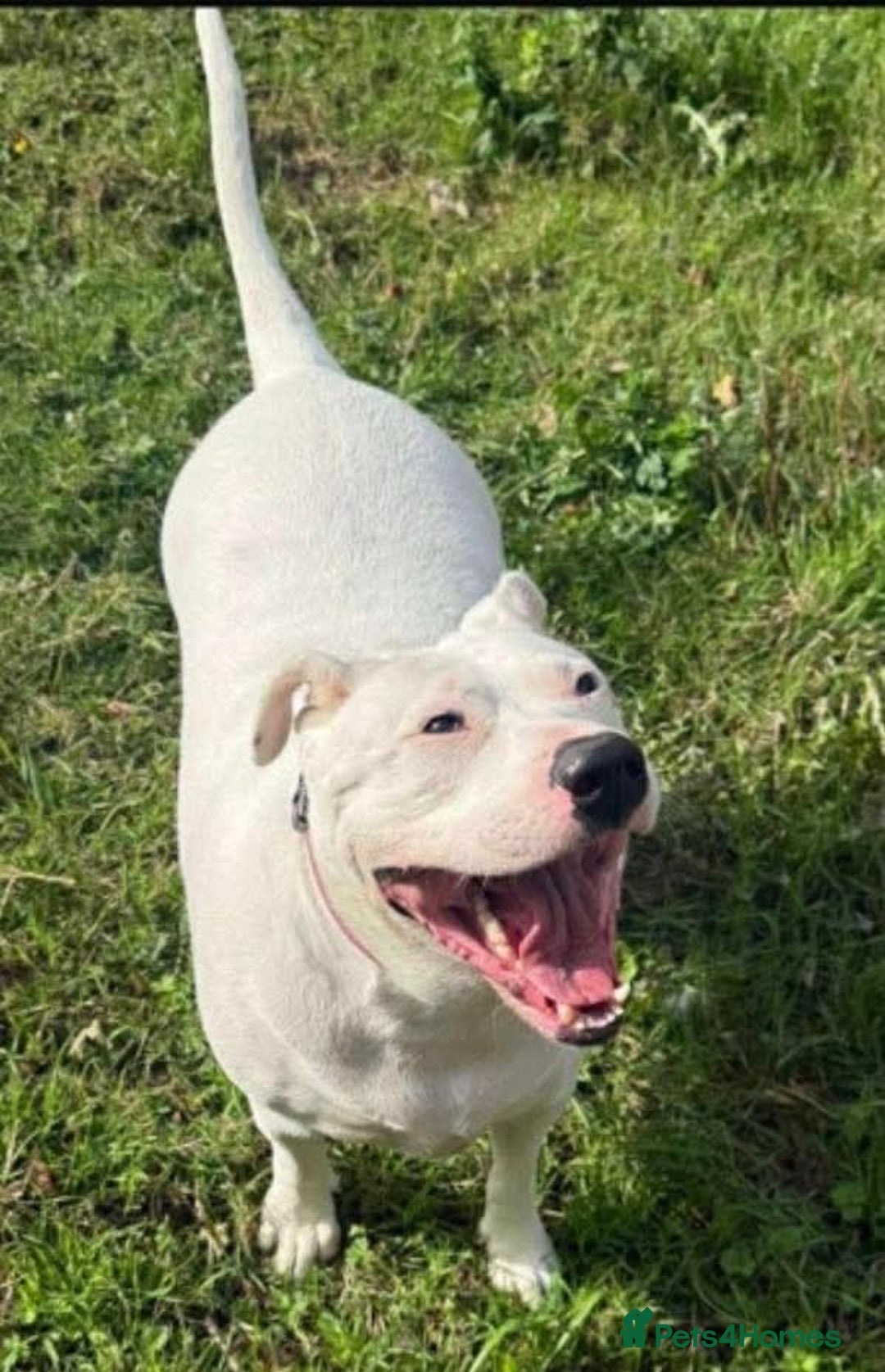Mixed Breed dogs for adoption: Meet Aria, currently residing in Ormskirk  - Image 6