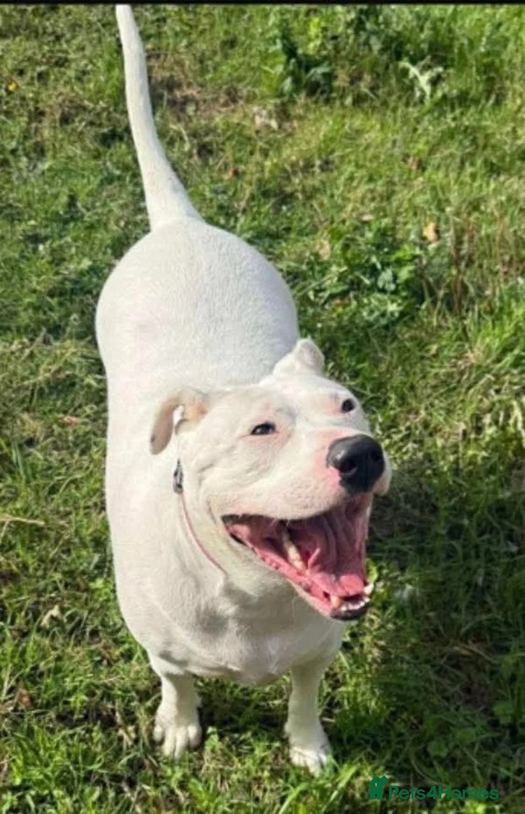 Mixed Breed dogs for adoption: Meet Aria, currently residing in Ormskirk  - Advert 6