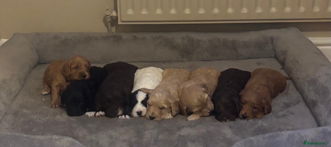 Cockapoo dogs for sale: Stunning F1 Cockapoos from H/Tested KC Parents!! - Image 2