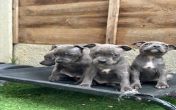 Staffordshire Bull Terrier dogs for sale: Quality Staffordshire Bull Terriers  - Image 5