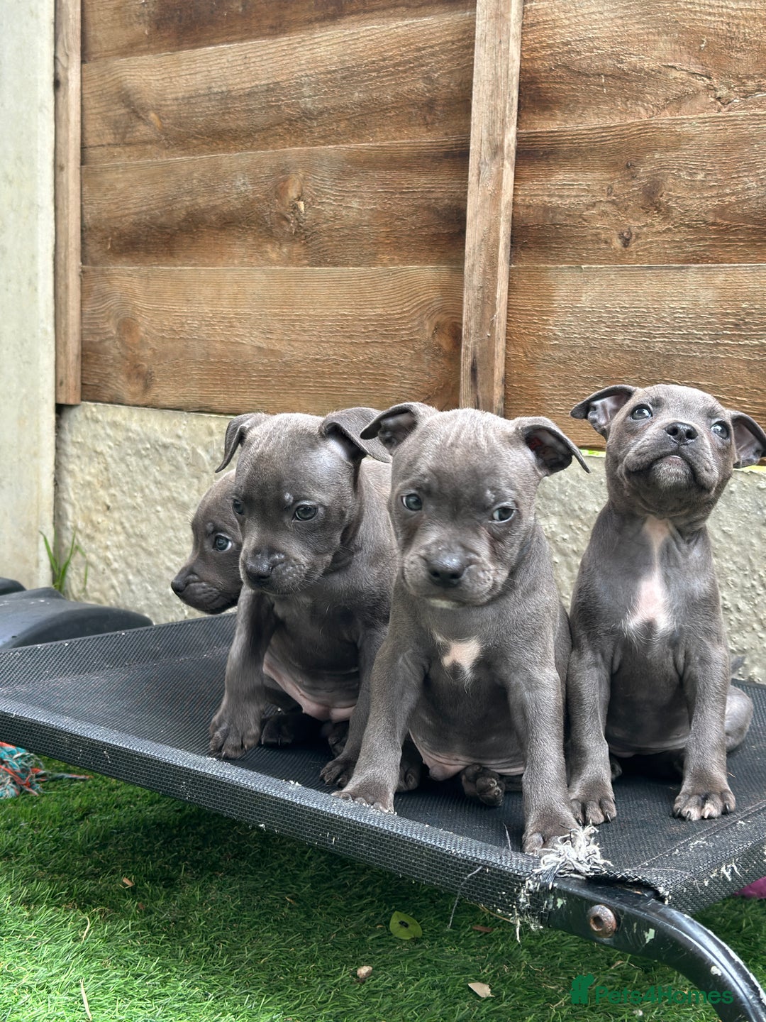 Staffordshire Bull Terrier dogs for sale: Quality Staffordshire Bull Terriers  - Image 5