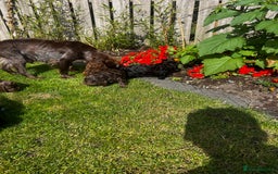 Cockapoo dogs for sale: Stunning F1 cockapoo pups - Image 16