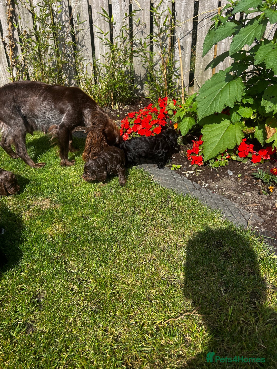 Cockapoo dogs for sale: Stunning F1 cockapoo pups - Image 16