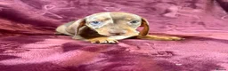Miniature Dachshund dogs for sale: KC MINIATURE DACHSHUND PUPPIES  - Advert 12