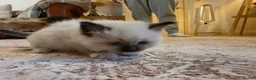 Ragdoll cats for sale: Seal mitted ragdoll kittens ready 26/9 - Advert 14
