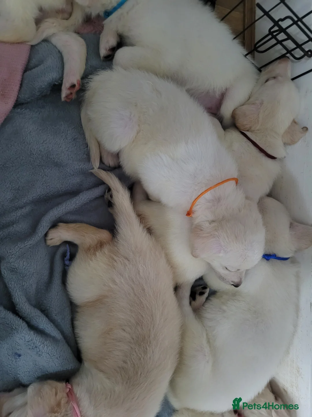 Mixed Breed dogs for sale: Golden shepherd - Advert 7