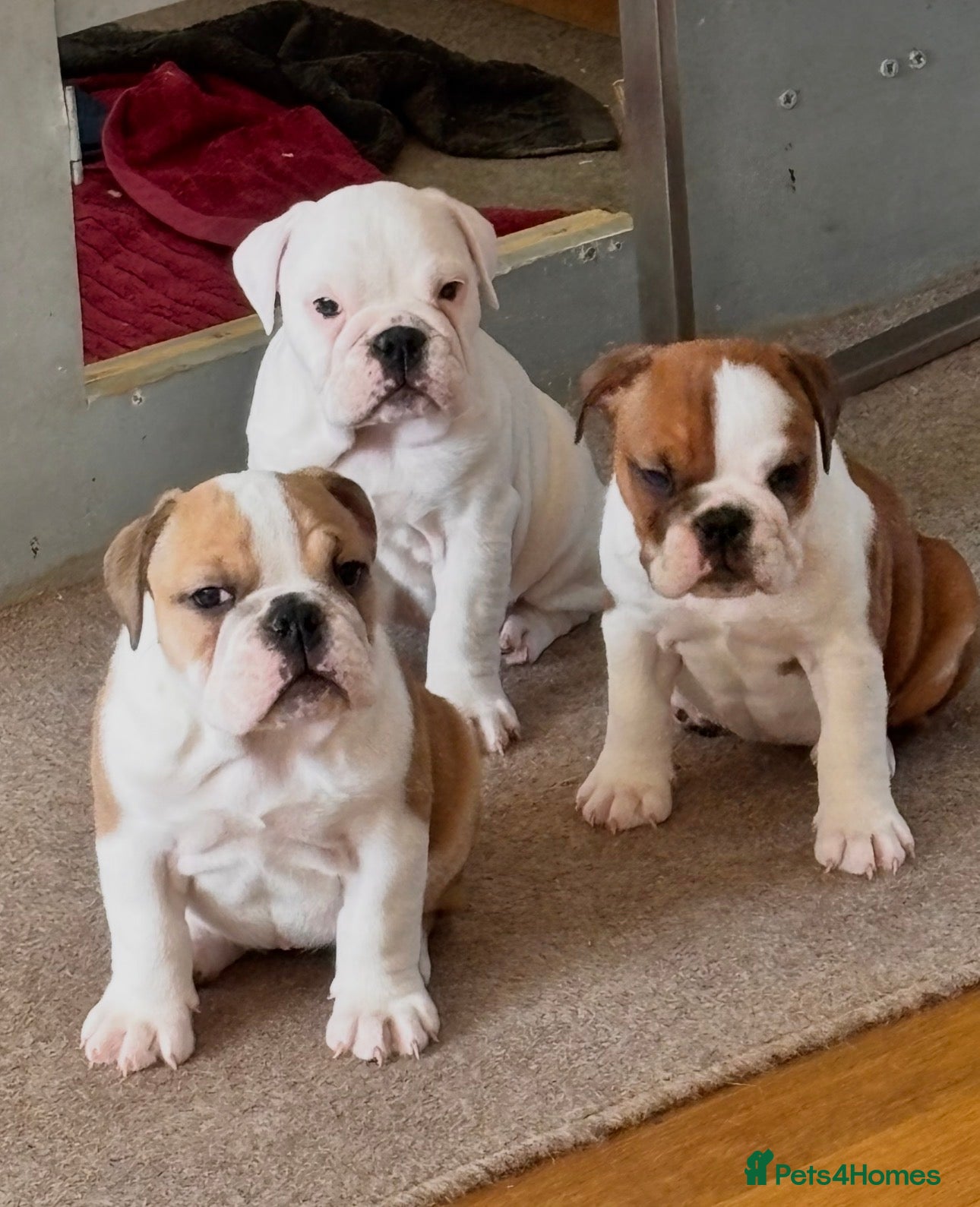 English Bulldog dogs 3 Red and white English bulldogs KC registered  - Advert 9