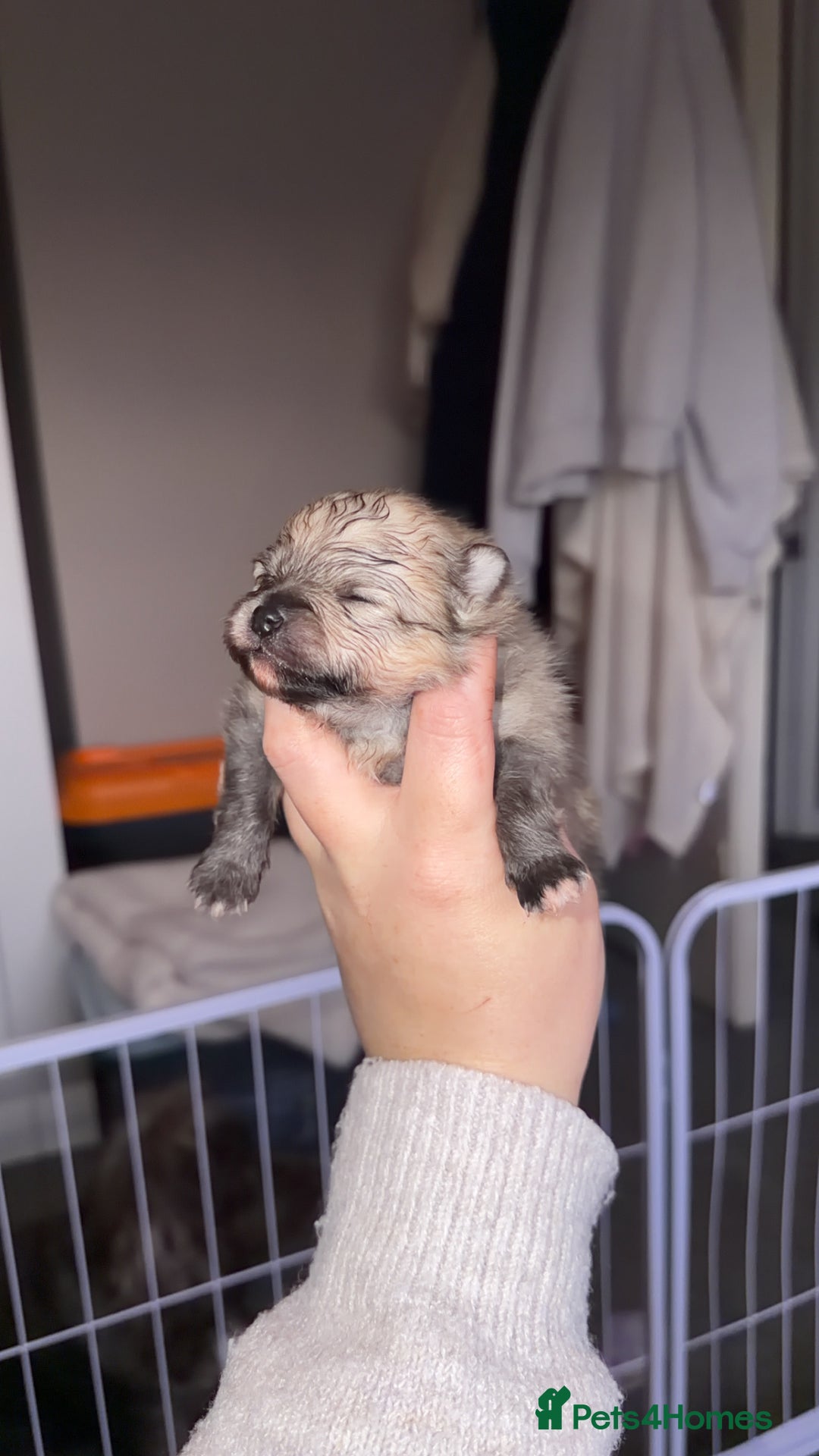 Pomeranian dogs for sale: Kc Pomeranians  - Advert 4