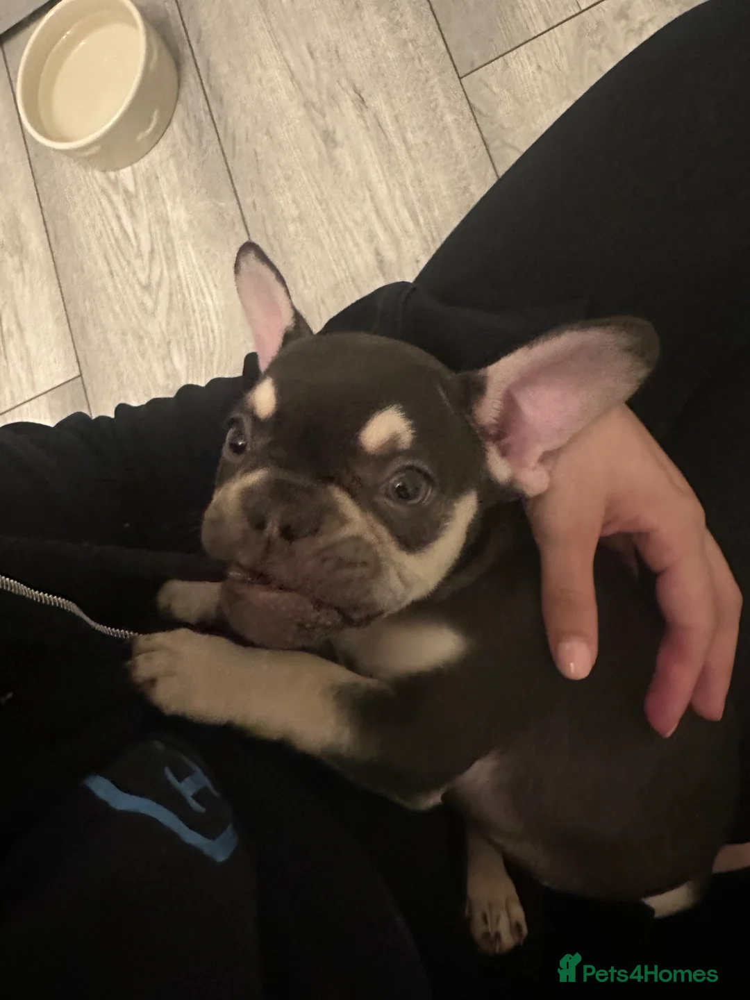 French Bulldog dogs for sale: French bulldog  - Advert 2