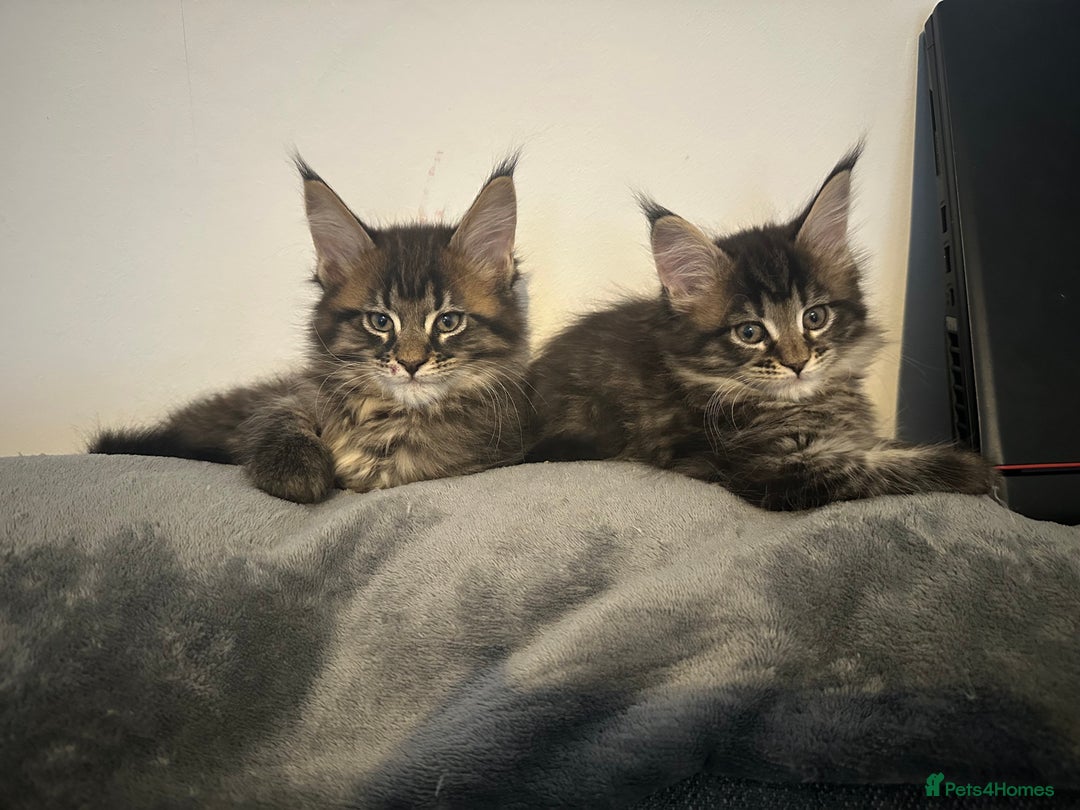 Maine Coon cats for sale: 3 Maine coon kittens  - Advert 9