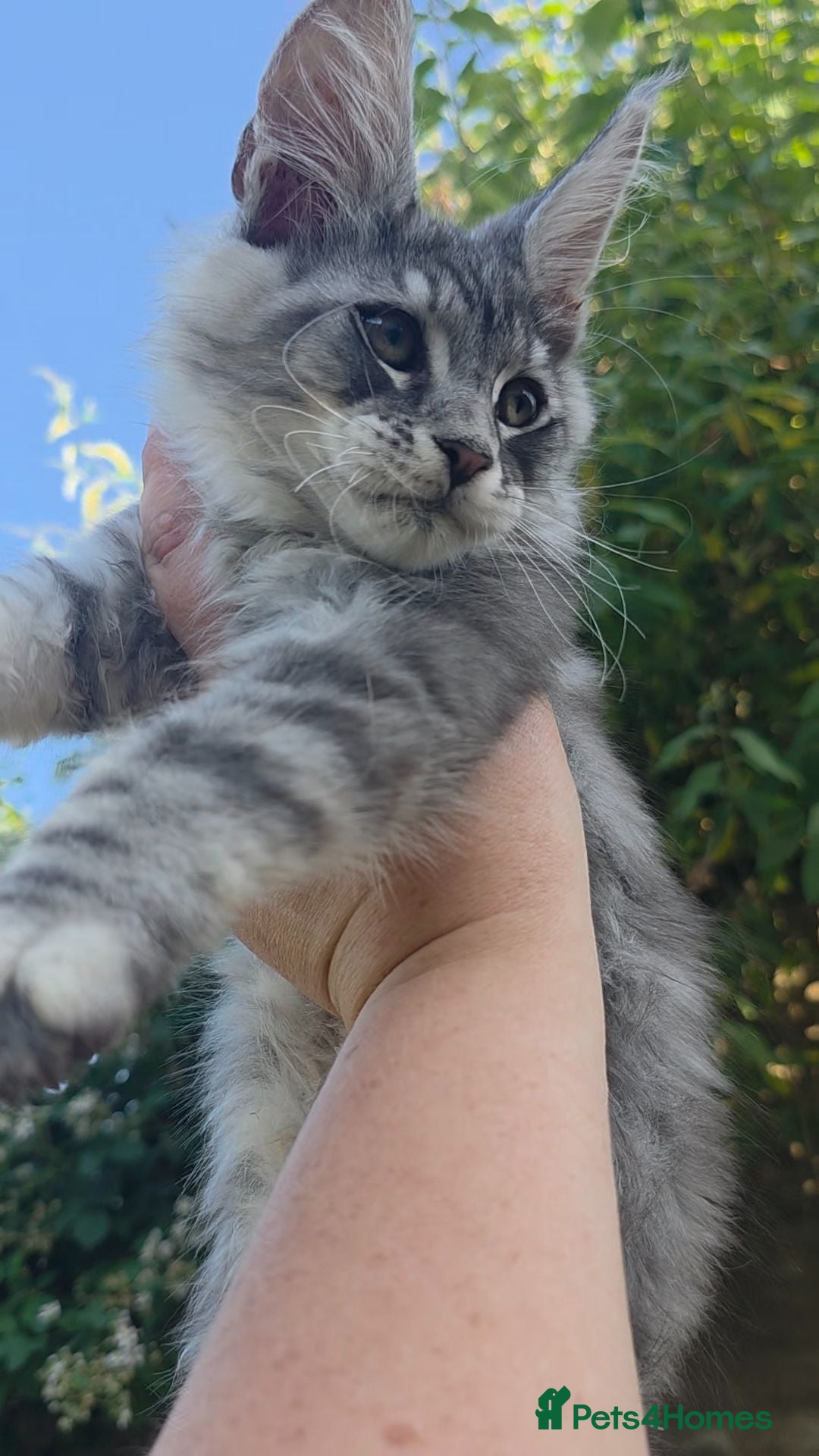 Maine Coon cats ✅✅❤️Show Quality Registered Maine Coon Kittens❤️✅✅ - Advert 11
