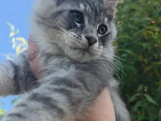 Maine Coon cats ✅✅❤️Show Quality Registered Maine Coon Kittens❤️✅✅ - Advert 11