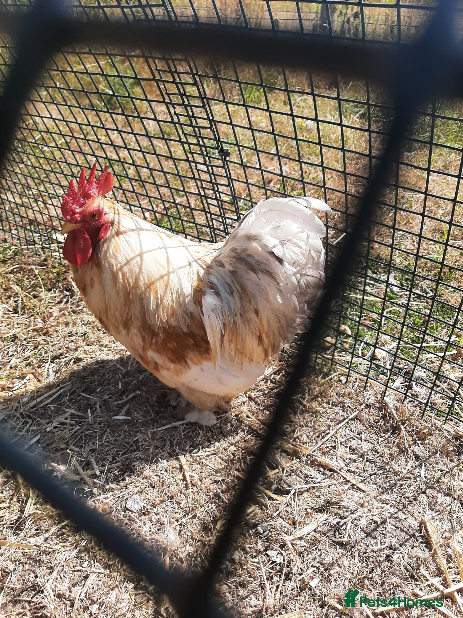 Chickens poultry Chicken- Pekin Bantam rooster. - Advert 15
