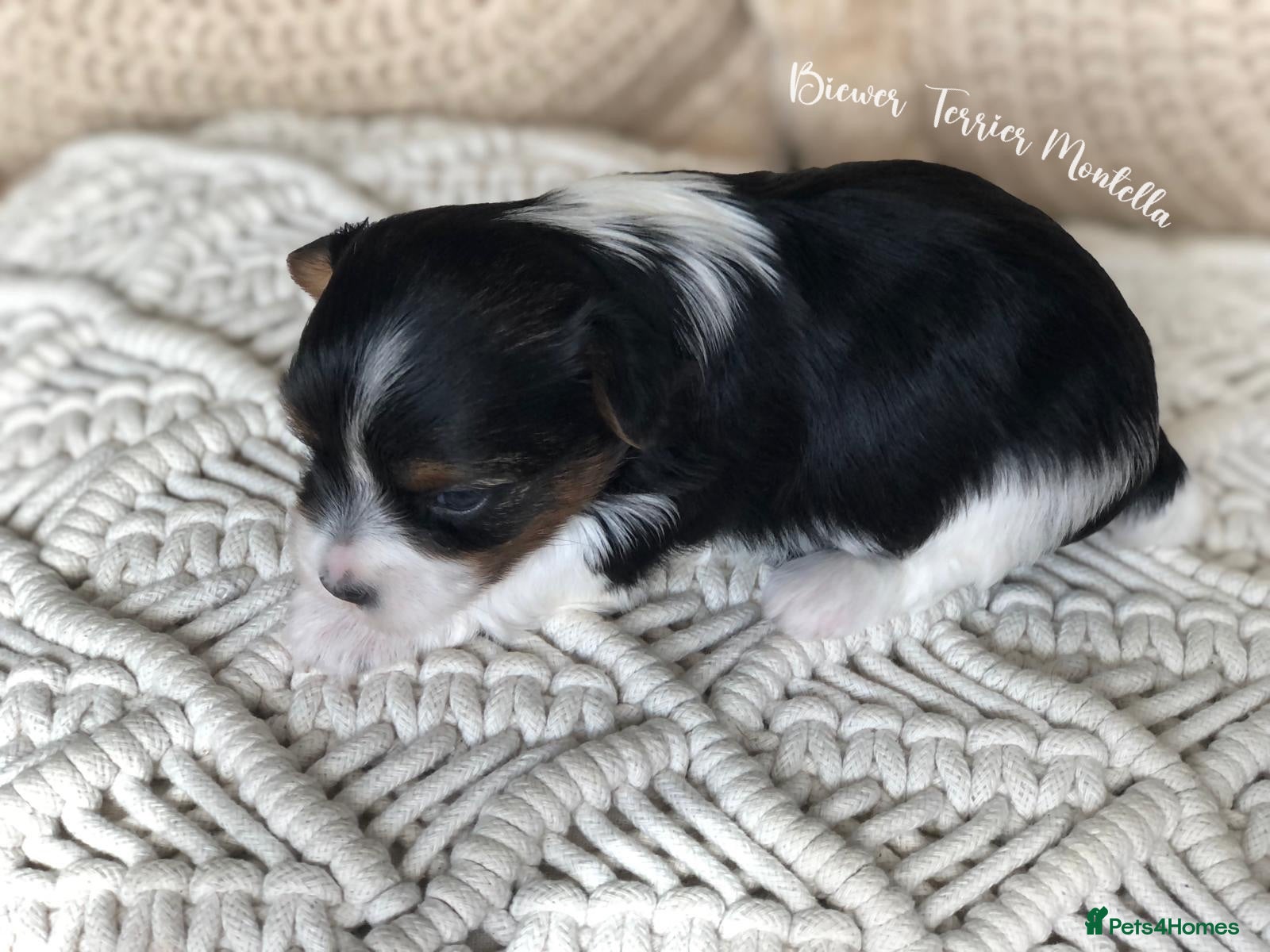 Yorkshire Terrier dogs Beautiful Litter of Six Biewer Terriers! - Advert 2