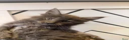 Maine Coon cats for sale: GCCF and TICA  Main Coone Kittens  - Advert 12