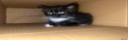 Mixed Breed cats for sale: LAST Kitten READY TO LEAVE - Advert 16