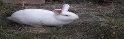 New Zealand rabbits for sale: Young New Zealand White Doe in Helston - Advert 6