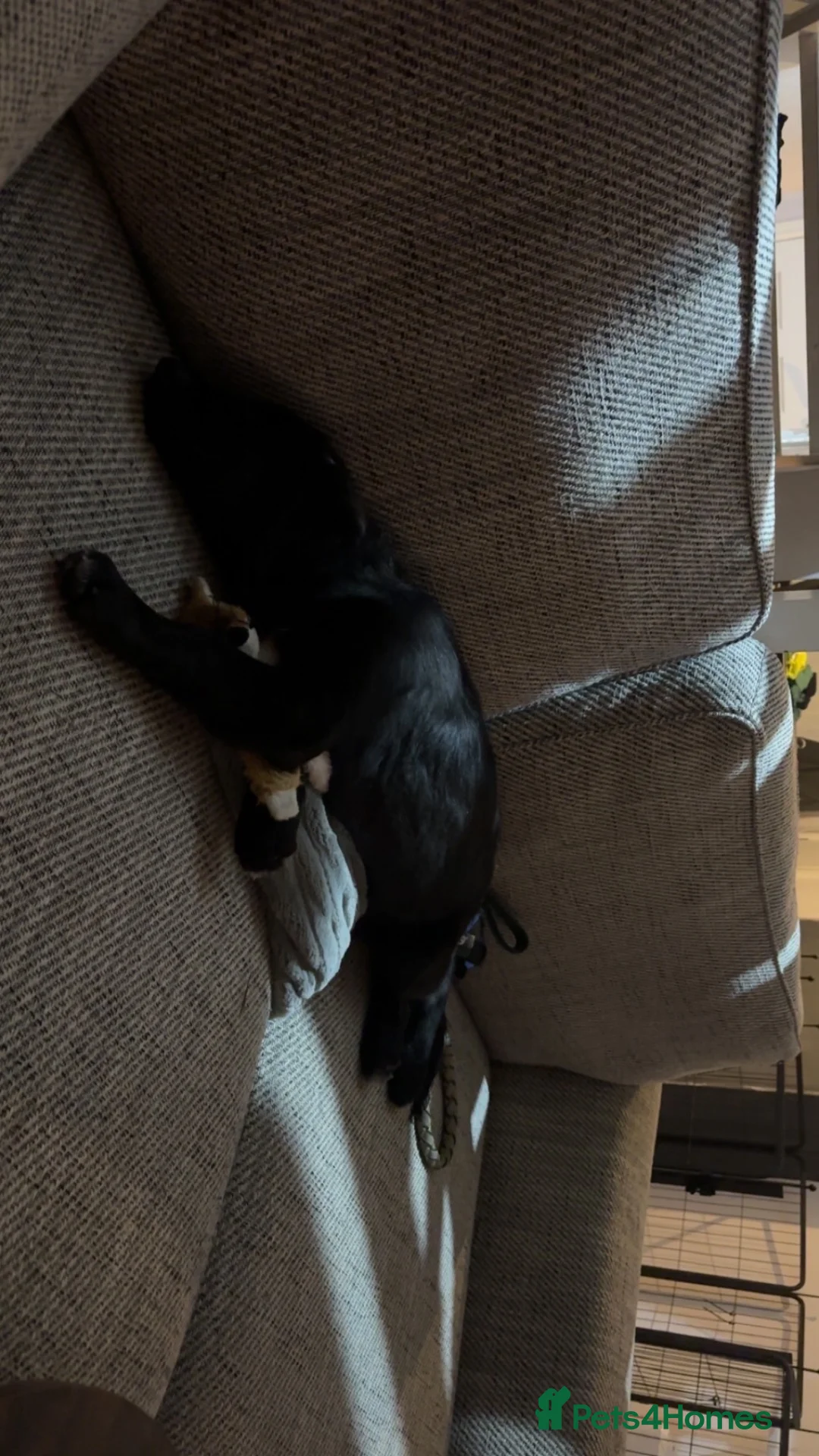 Mixed Breed dogs for sale: Lenny Golden x Collie - Advert 2