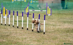 Cocker Spaniel dogs for stud: Chocolate sable show cocker kc reg, proven  in Norwich - Image 25
