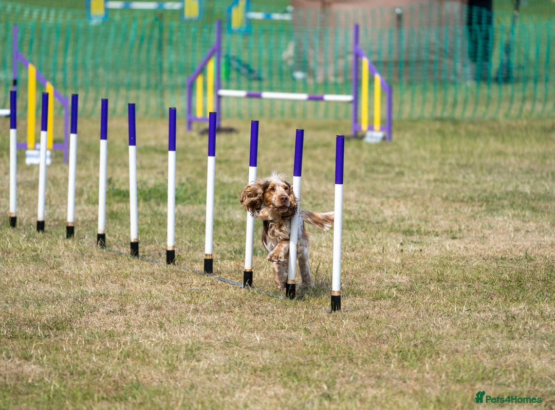 Cocker Spaniel dogs for stud: Chocolate sable show cocker kc reg, proven  in Norwich - Image 25
