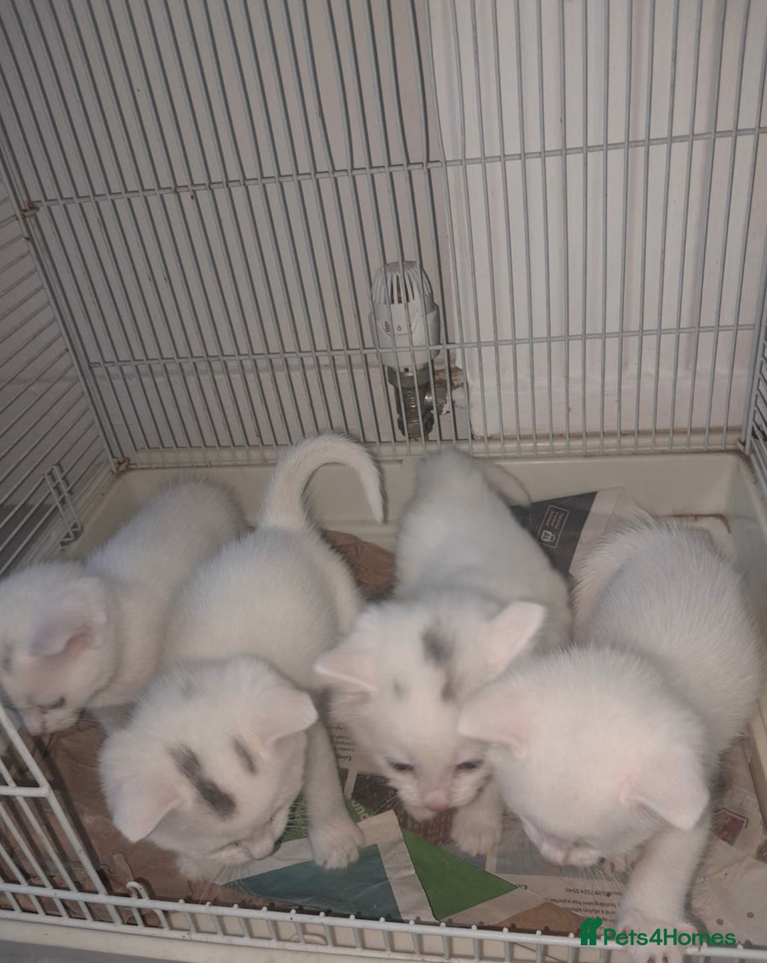 Domestic Shorthair cats for sale: 3 month old, white DSH kitten - Advert 7