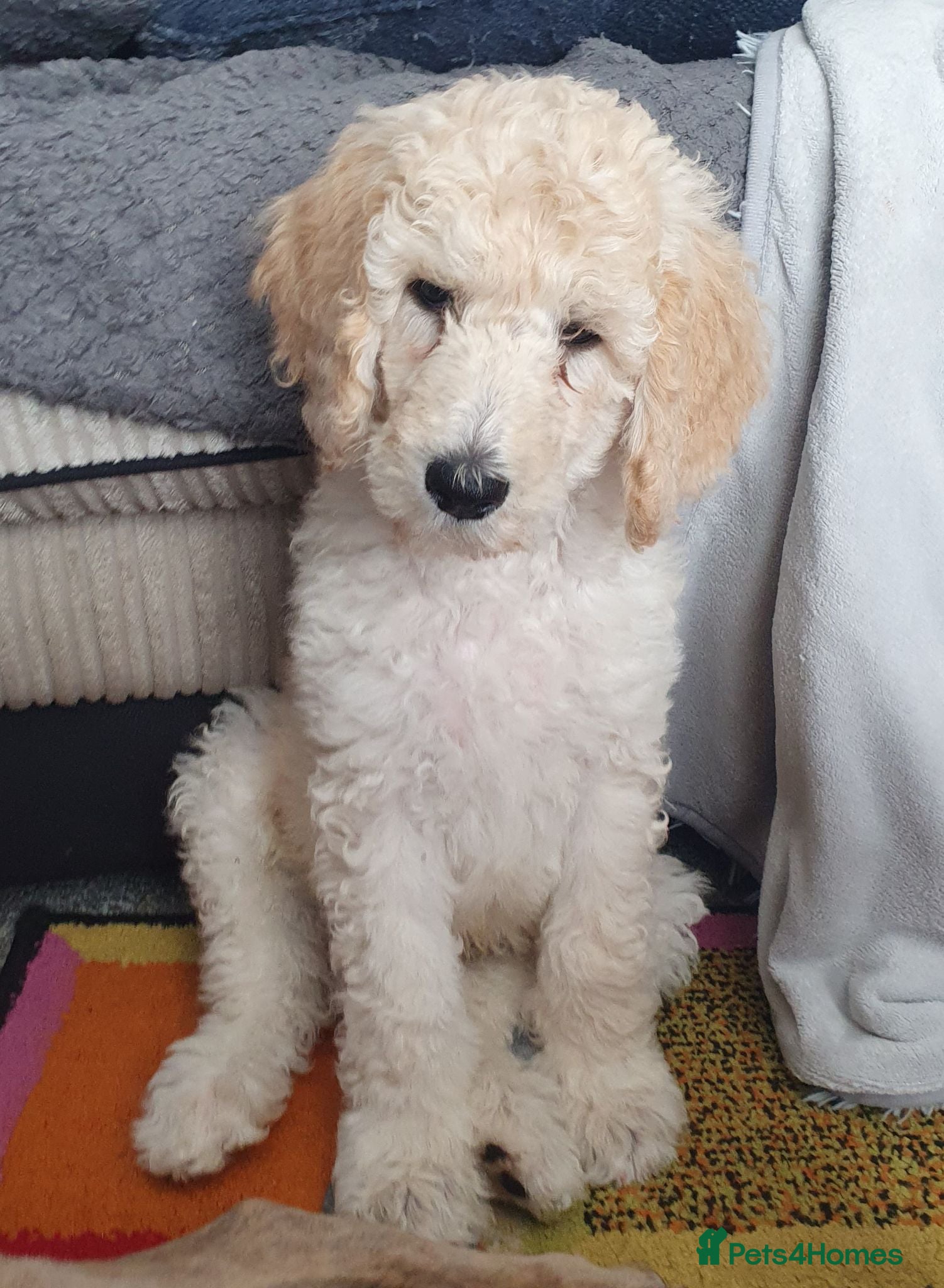 Standard Poodle dogs Standard poodle puppy's kc reg - Advert 2