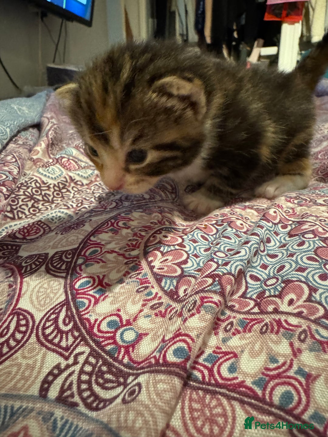 Mixed Breed cats for sale: Beautiful half Maine coon kittens  - Advert 2