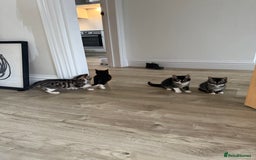 Bengal cats for sale: Bengal x Kittens - Image 5