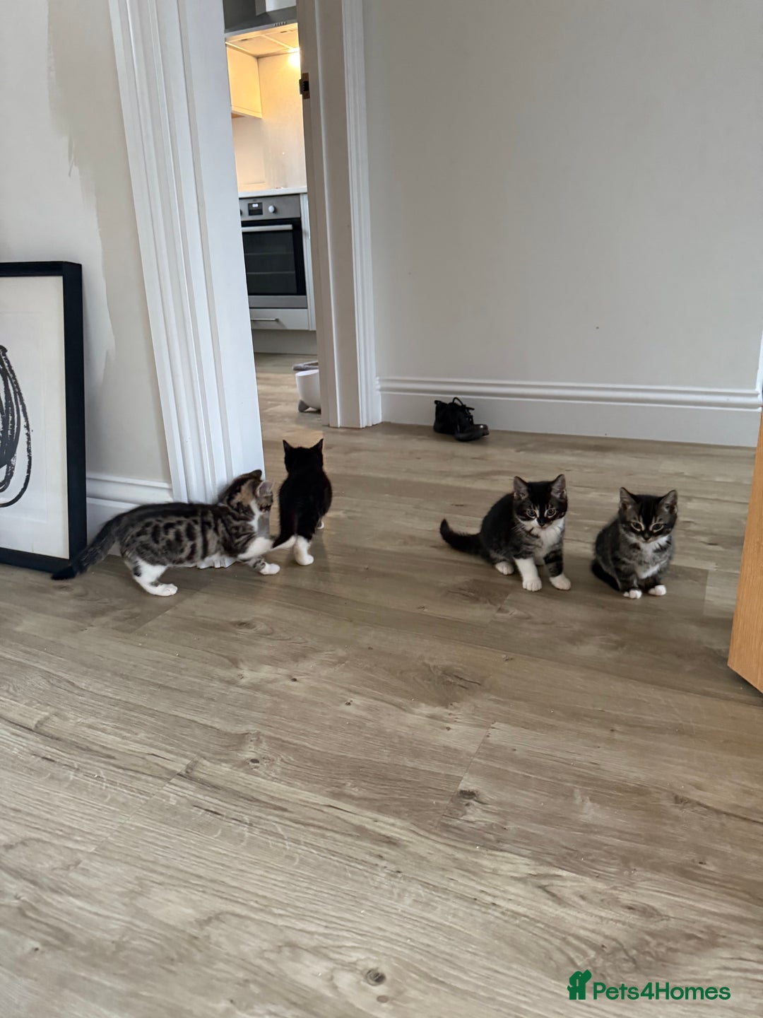 Bengal cats for sale: Bengal x Kittens - Image 5