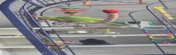 Ringnecks birds for sale: Indian ringneck  - Advert 3