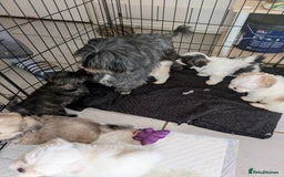 Lhasa Apso dogs for sale: Lhasa apso puppies  - Image 8