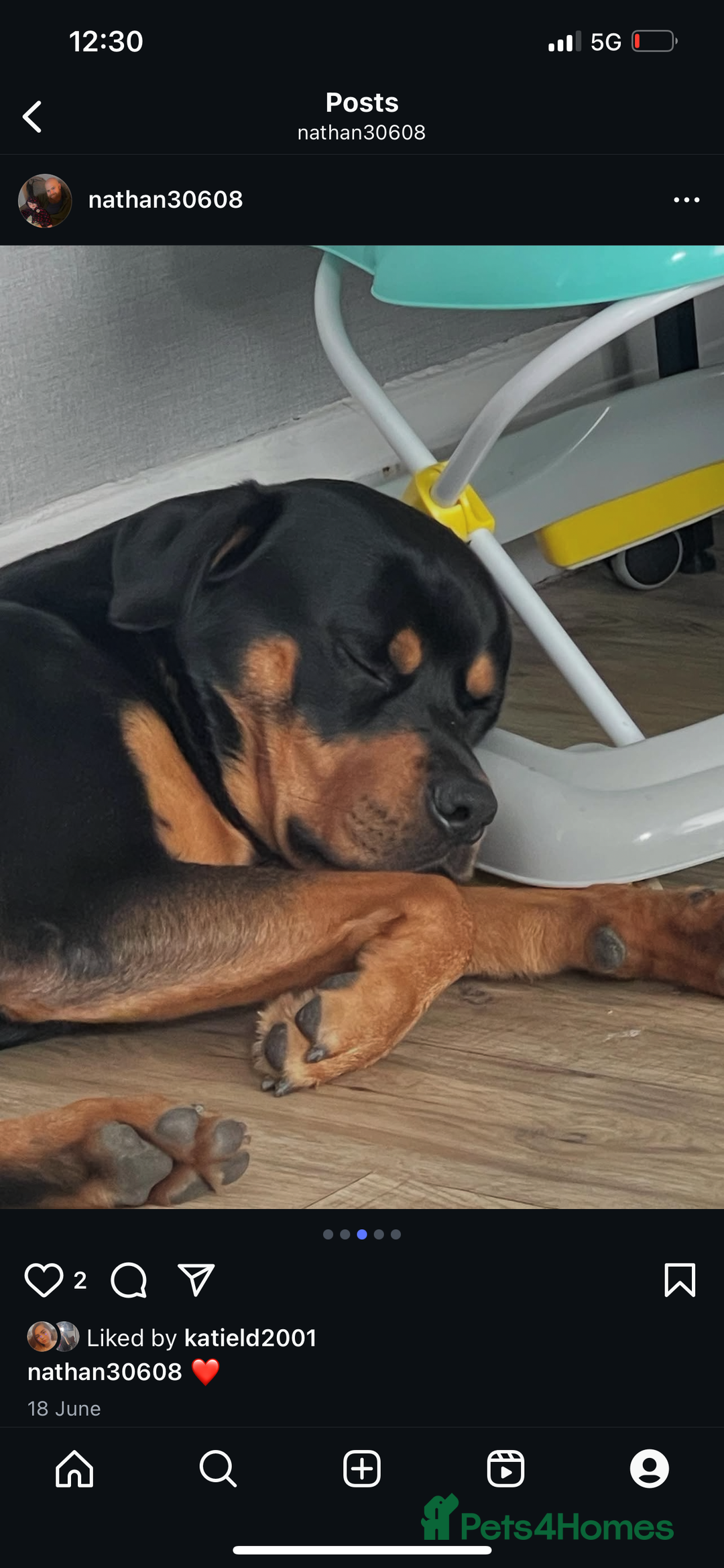 Rottweiler dogs for sale: 1 year old male  - Advert 2