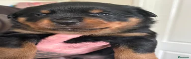 Rottweiler Puppy 2