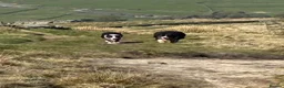 Border Collie dogs for sale: 6 Beautiful Border Collie Puppies - Advert 8