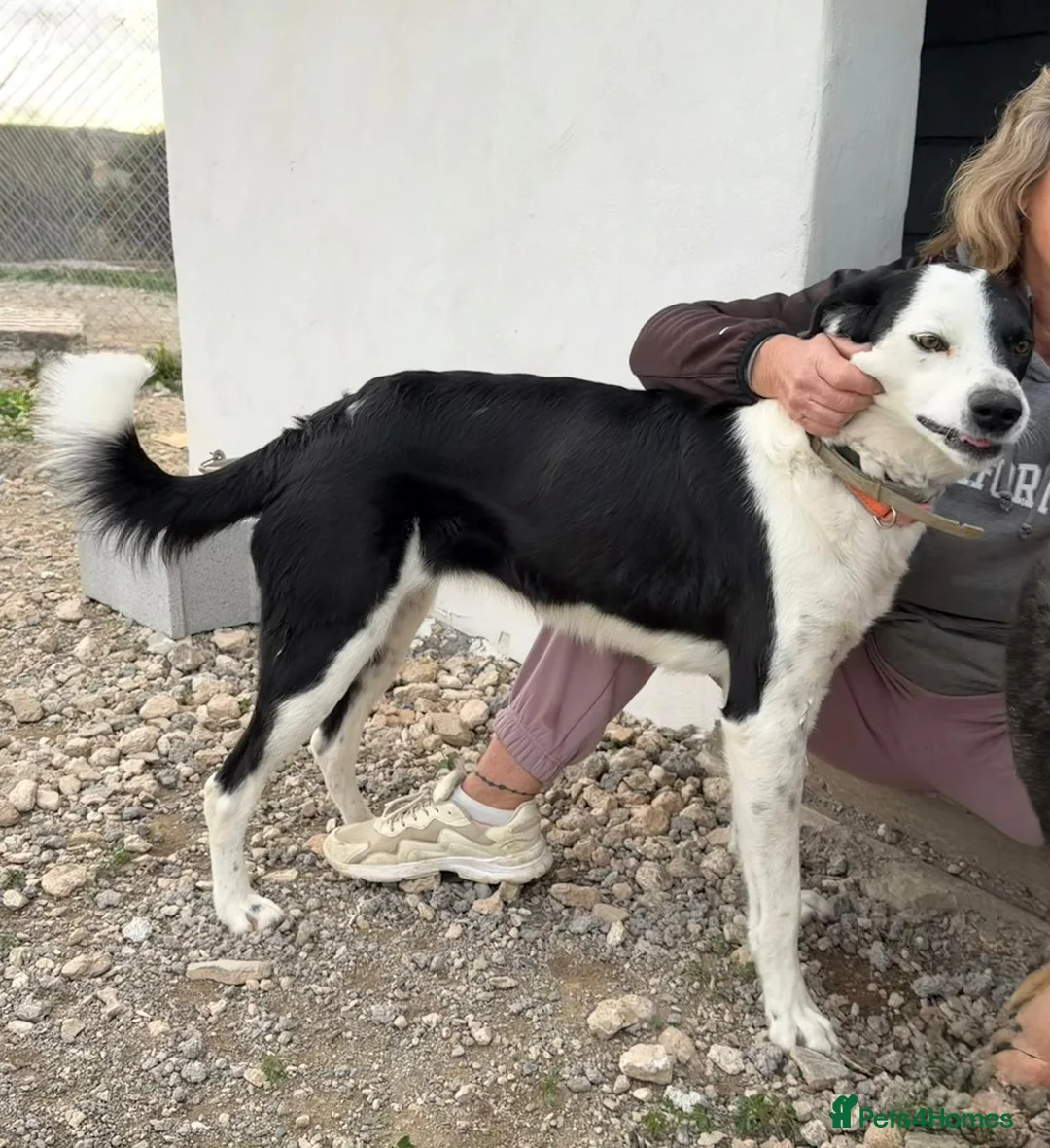 Mixed Breed dogs for adoption: Shadow - medium mix  in Weymouth - Advert 3