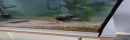 Goldfish fish for sale: 2 panda goldf8sh in Exeter - Advert 6
