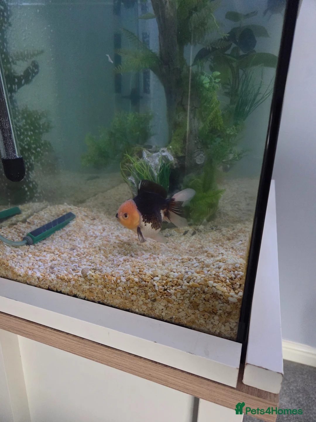 Goldfish fish for sale: 2 panda goldf8sh in Exeter - Advert 6