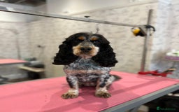 Cocker Spaniel dogs for sale: 7 gorgeous show type cocker spaniel dna clear  - Advert 3