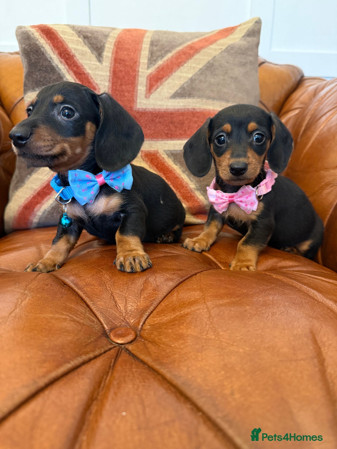 Miniature Dachshund dogs for sale: Beautiful Miniature Dachshunds 5 ⭐ License Breeder - Advert 6