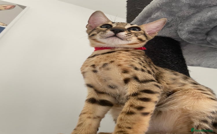 Savannah cats - Advert 3