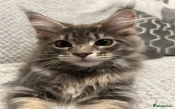 Maine Coon cats for sale: READY TO LEAVE  in Brighouse - Image 11