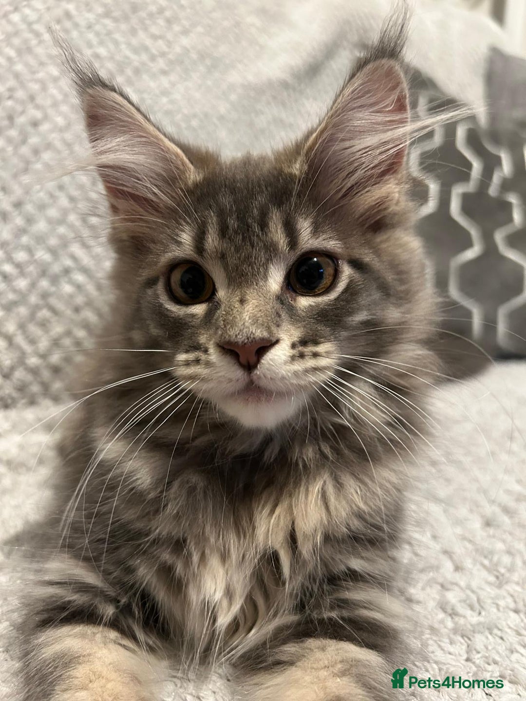 Maine Coon cats for sale: READY TO LEAVE  in Brighouse - Image 11